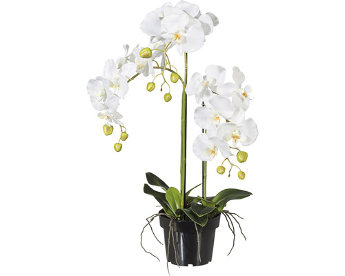Konstväxt Orkidé Phalaenopsis ca 62cm vit