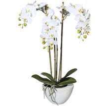 Konstväxt Orkidé Phalaenopsis Mini ca 51cm vit