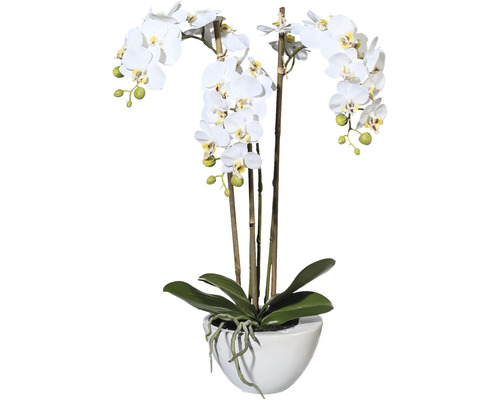 Konstväxt Orkidé Phalaenopsis Mini ca 51cm vit