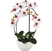 Orkidé i kruka med vita blommor och gröna blad