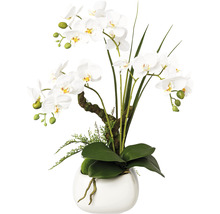 Konstväxt Orkidé Phalaenopsis ca 46cm vit