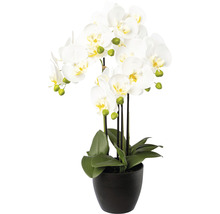 Konstväxt Orkidé Phalaenopsis ca 55cm vit