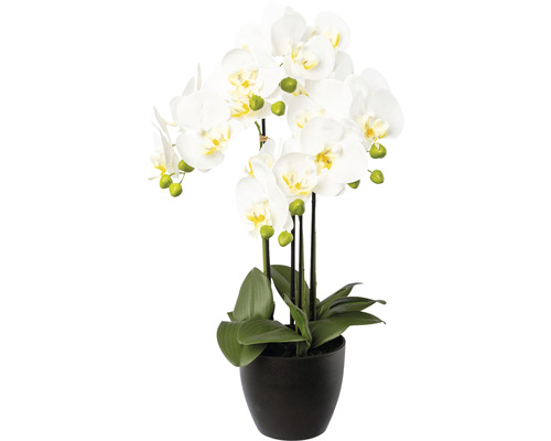 Konstväxt Orkidé Phalaenopsis ca 55cm vit