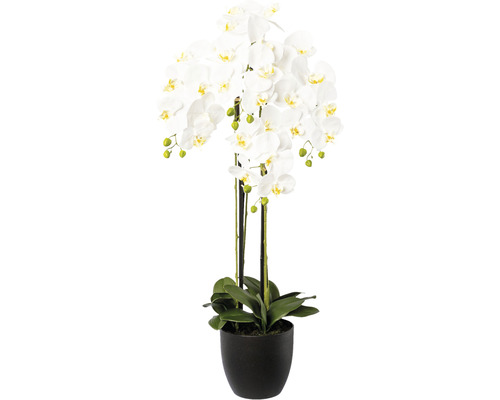Konstväxt Orkidé Phalaenopsis ca 99cm vit