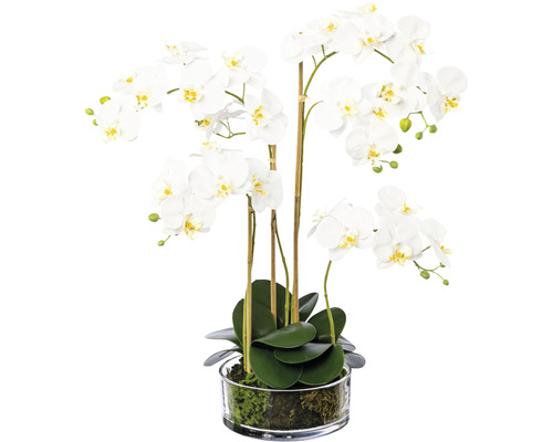 Konstväxt Orkidé Phalaenopsis ca 50cm vit