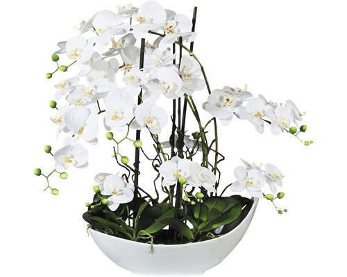 Konstväxt Orkidé Phalaenopsis Arrangement ca 68cm vit