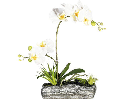 Konstväxt Orkidé Phalaenopsis Arrangement ca 40cm crème