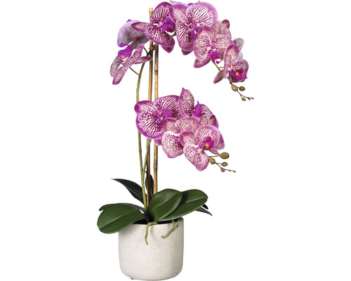 Konstväxt Orkidé Phalaenopsis ca 60cm rosacrème