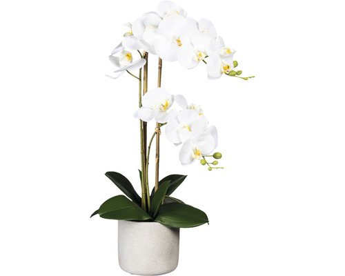 Konstväxt Orkidé Phalaenopsis ca 60cm vit