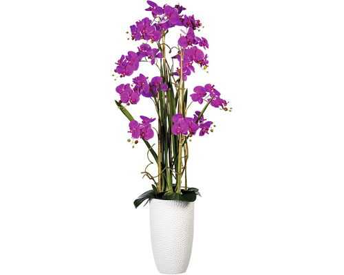 Konstväxt Orkidé Phalaenopsis Arrangement ca 160cm