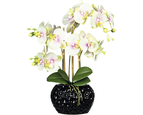 Konstväxt Orkidé Phalaenopsis ca 55cm gröncrème