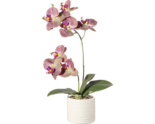 Konstväxt Orkidé Phalaenopsis ca 45cm grönlila