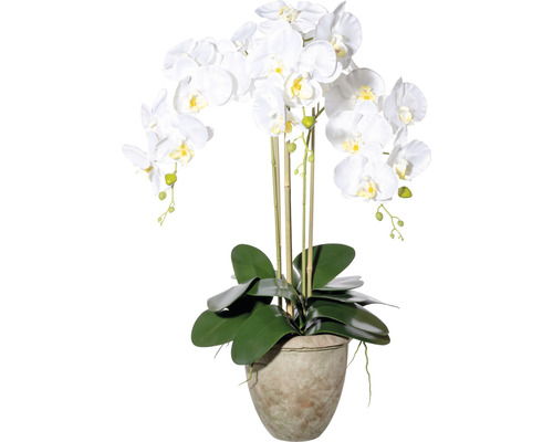 Konstväxt Orkidé Phalaenopsis ca 75cm vit
