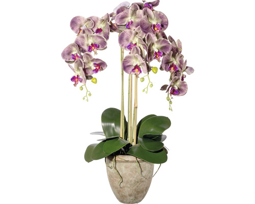 Konstväxt Orkidé Phalaenopsis ca 75cm grönlila