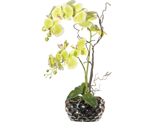 Konstväxt Orkidé Phalaenopsis Arrangement ca 55cm grön