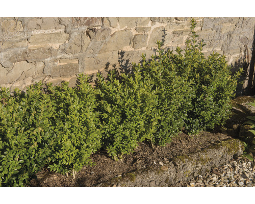 Småbladig buxbom OMNIA GARDEN Buxus microphylla 'Faulkner' 20-30cm 10-pack Rad av buxbomsbuskar framför en stenmur