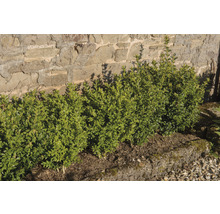 Småbladig buxbom OMNIA GARDEN Buxus microphylla 'Faulkner' 20-30cm 100-pack