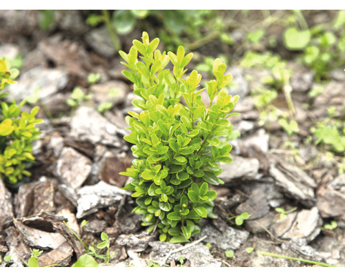 Buxbomväxt i trädgårdsrabatt