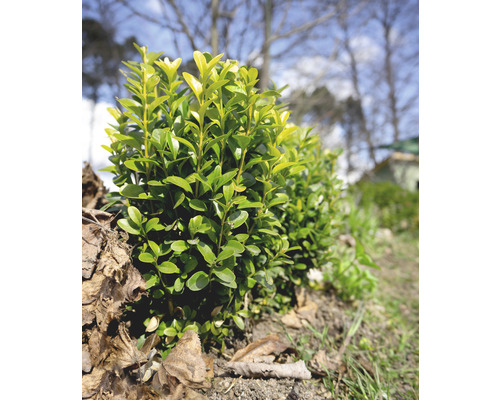 Bilden visar städsegröna häckväxter i trädgården.