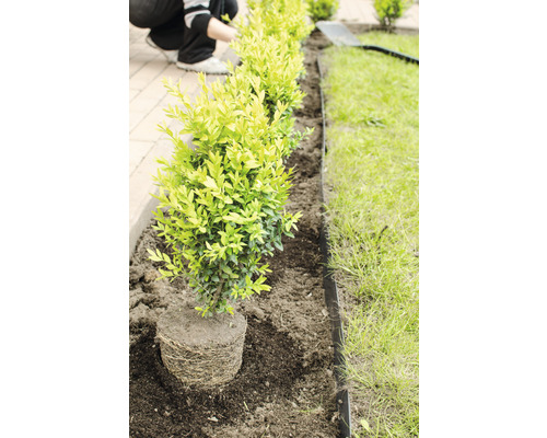 Plantering av buxbomhäckar med gräskant i trädgården