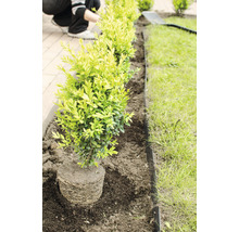 Plantering av buxbomhäck med gräskant