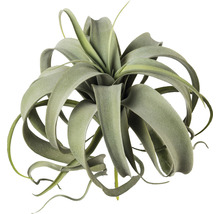 Tillandsia, en bladig krukväxt