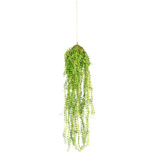 Hängande växt med gröna blad för dekoration