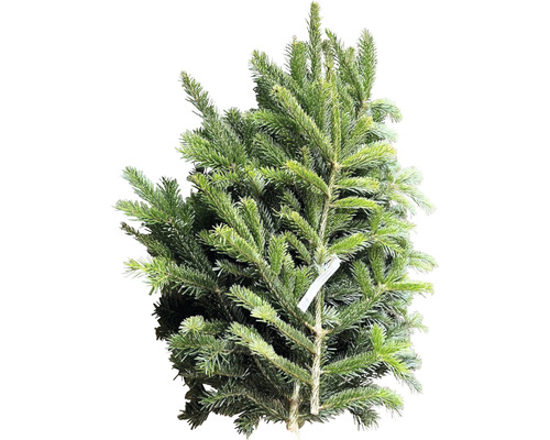 Nordmannsgran för plantering