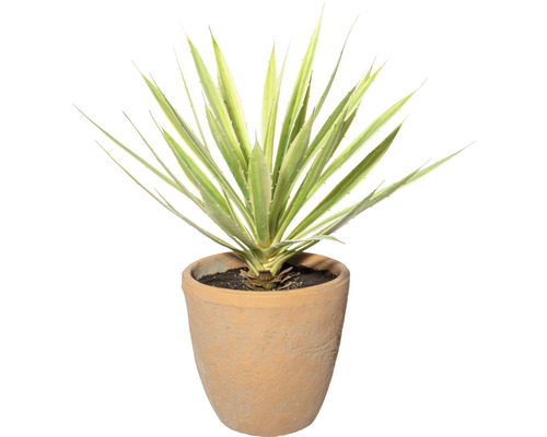 Konstväxt Yucca ca 45cm gröncrème