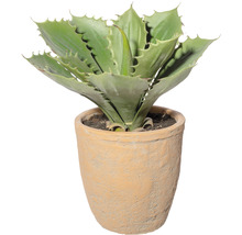 Konstväxt Echeveria ca 25cm grön