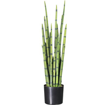Sansevieria växt i kruka