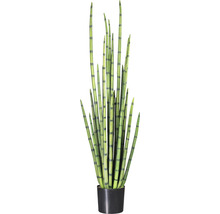 Konstgjord Sansevieria cylindrica i svart kruka