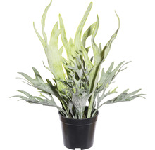 Konstväxt Platycerium mix Kruka ca 40cm grön