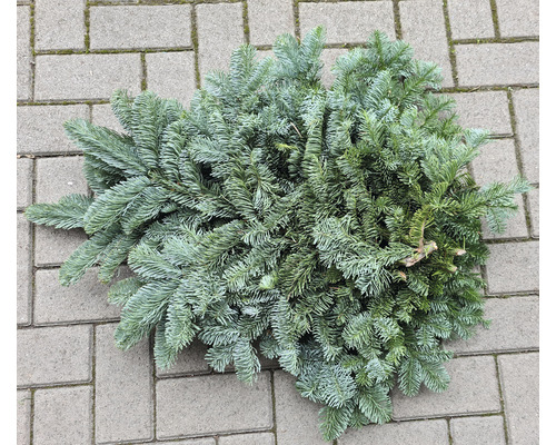 Barrväxtgren på gatstenar