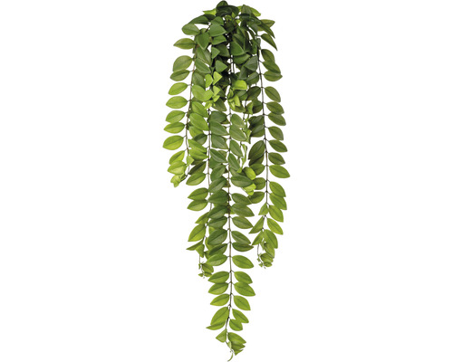 Konstväxt Columnea Ranka ca 85cm grön