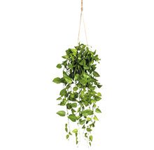 Hängande växt med gröna blad