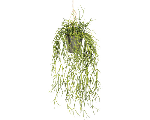Konstväxt Rhipsalis hängande ca 60cm grön