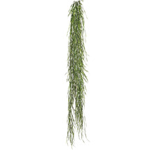 Hängande konstväxt med fina blad