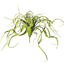 Tillandsia konstgjord växt med långa blad