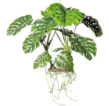 Monstera krukväxt med hängande skott