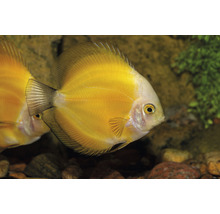 Gul diskusfisk i akvarium