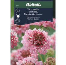 Förpackning Scabiosa atropurpurea Salmon Queen prydnadsväxt