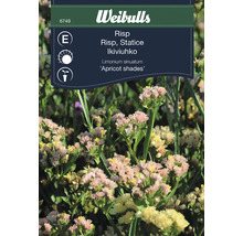 Blomsterfrö WEIBULLS Risp