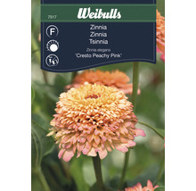 Zinnia blomfrön av sorten Zinnia elegans ''Cresto Peachy Pink'' från Weibulls