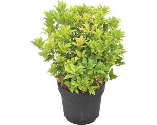 Japansk buskrosling FLORASELF Pieris japonica Mountain Fire 40-50cm Co 6L