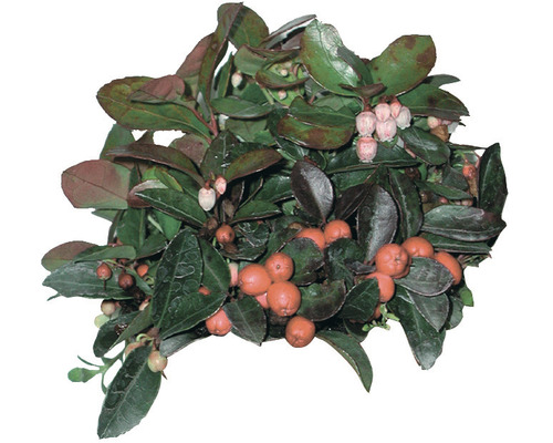 Vintergrön krypbergamot med blad och bär