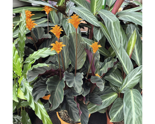 Calathea crocata krukväxt med blommor