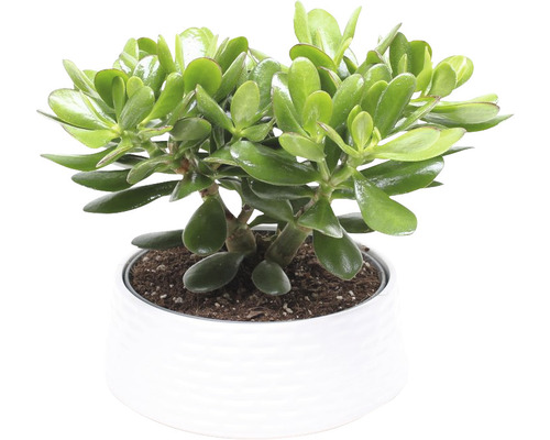 Fetblad FLORASELF Crassula 'Magical Tree' ca 35cm Ø22cm FloraSelf 35 år jubileum Paradisäppelträd i vit keramik kruka