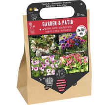 Blomsterlökar för trädgård och uteplats, 20 stycken