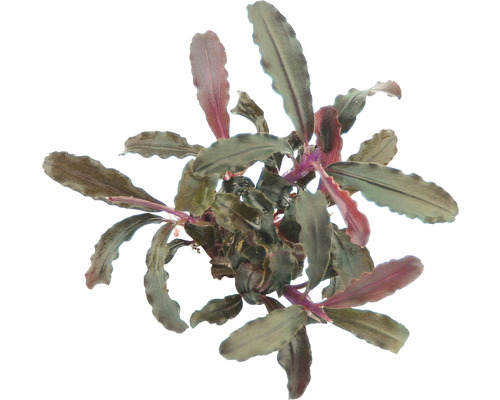 Akvarieväxt DENNERLE PLANTS Bucephalandra Art Bucephalandra sp. 'Red Scorpio' Bucephalandra vattenväxt